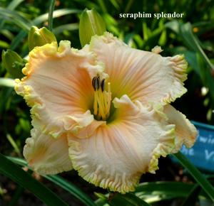 Seraphim Splendor (2007)